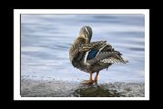 canards_ (9).jpg